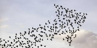 images madarak mutatják az utat